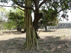Ficus amplissima
