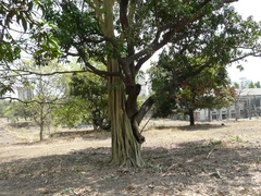 Ficus amplissima