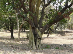 Ficus amplissima
