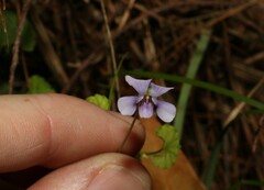 Viola silicestris