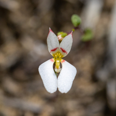 Levenhookia pauciflora