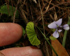 Viola silicestris