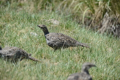 Centrocercus urophasianus