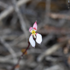 Levenhookia pauciflora