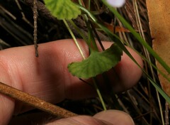 Viola silicestris