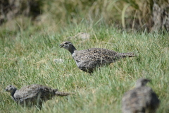 Centrocercus urophasianus