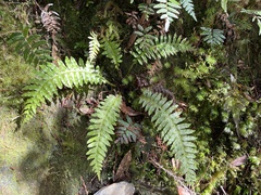 Plagiogyria stenoptera