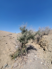 Cordia decandra