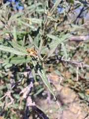 Cordia decandra