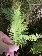 Plagiogyria stenoptera