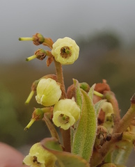 Comarostaphylis