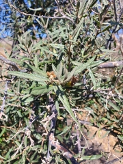 Cordia decandra