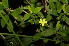 Hibbertia hexandra