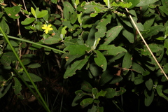 Hibbertia hexandra