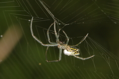 Leucauge festiva