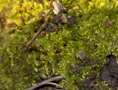 Brachytheciastrum velutinum