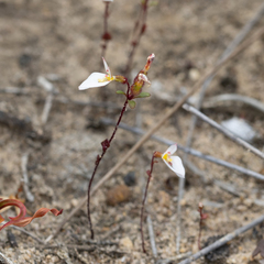 Levenhookia pauciflora