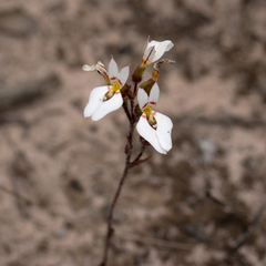 Levenhookia pauciflora