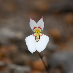 Levenhookia pauciflora