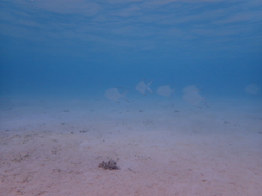 Trachinotus blochii