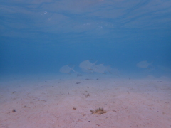 Trachinotus blochii