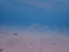 Trachinotus blochii