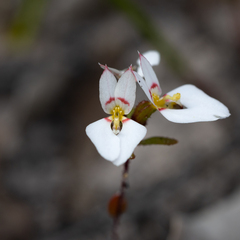 Levenhookia pauciflora