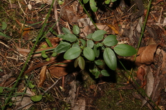 Breynia oblongifolia