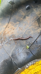 Kontikia ventrolineata