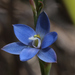 Gumland Sun-Orchid - Photo (c) Bill Campbell, some rights reserved (CC BY-NC), uploaded by Bill Campbell
