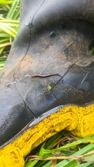 Kontikia ventrolineata