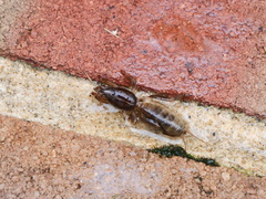 Gryllotalpa australis