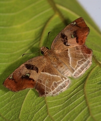 Odontoptilum angulata