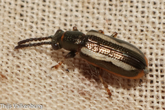 Crioceris macilenta
