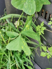 Puccinia oxalidis