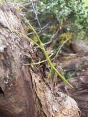 Phasmatinae