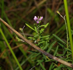 Comesperma esulifolium