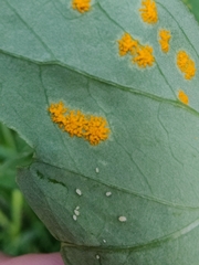 Puccinia oxalidis