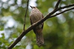 Pycnonotus zeylanicus