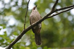 Pycnonotus zeylanicus