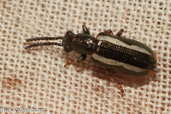 Crioceris macilenta