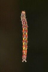 Margaroniini