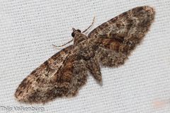 Eupithecia cocciferata