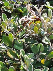 Megarhyssa nortoni