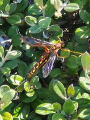 Megarhyssa nortoni
