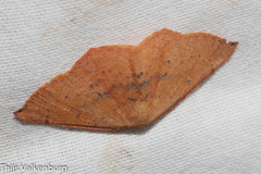 Cyclophora puppillaria
