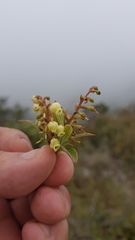Comarostaphylis