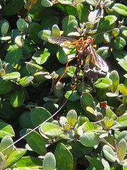 Megarhyssa nortoni