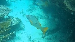 Lutjanus monostigma
