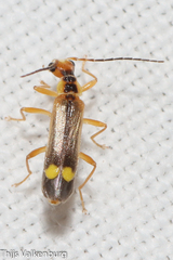 Malthinus seriepunctatus